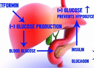 Common diabetes metformin drug reverses inflammation in the liver