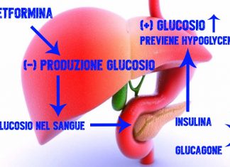 Il comune farmaco per il diabete metformina inverte l’infiammazione nel fegato