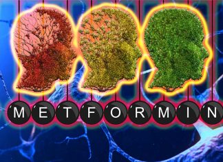 La metformina rallenta il declino cognitivo e riduce il rischio di demenza nelle persone anziane con diabete