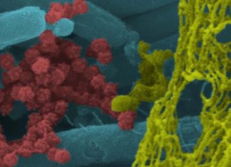 SARS-CoV-2: immagini sorprendenti nel tratto respiratorio