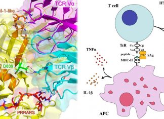 La proteina spike SARS-CoV-2 può agire come un superantigene, spingendo il sistema immunitario in overdrive come nella sindrome da shock tossico