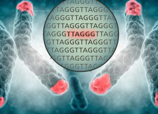 Telomere length in whole blood is a reference length in most other tissues