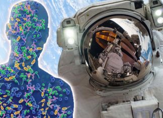 A healthy gut microbiome could protect space travelers from the rigors of space travel