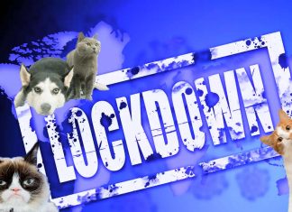 Lockdown COVID-19: gli animali domestici possono mantenere una migliore salute mentale e ridurre la solitudine