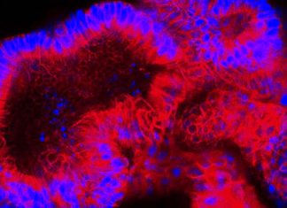 Bile acids act as signaling molecules to boost intestinal regeneration