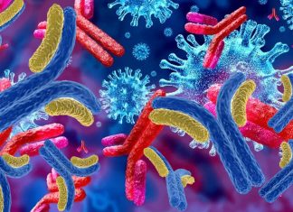 COVID-19: i ricercatori hanno scoperto che l’anticorpo CV30 è 530 volte più potente di qualsiasi altro concorrente