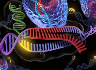 CRISPR / Cas9 non è ancora pronto per l’uso clinico per correggere le mutazioni negli embrioni umani