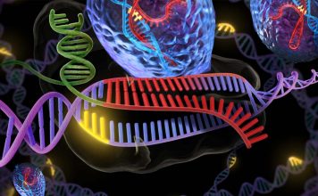 CRISPR/Cas9 is not yet ready for clinical use to correct mutations in human embryos