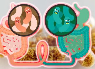 Fecal transplants is a useful tool to help improve cognitive decline associated with aging