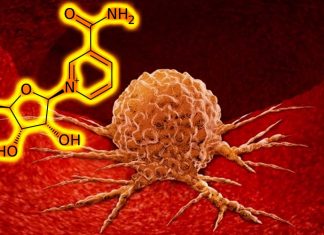 L’integrazione di nicotinamide riboside (NR) aiuta i TIL a superare la disfunzione mitocondriale e preserva la loro capacità di attaccare i tumori