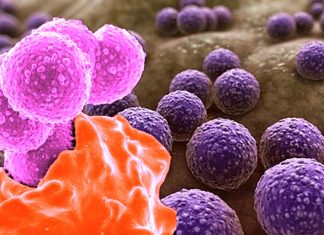 The toxic substance of Staphylococcus aureus has positive effects: it stimulates tissue regeneration