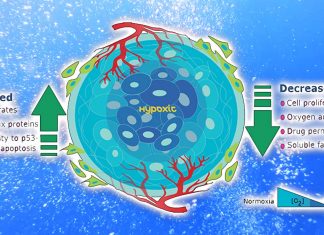 The dark side of the hypoxia response
