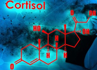 The body produces more cortisol when people are interrupted during work