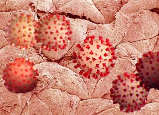 Il coronavirus rimane attivo sulla pelle umana per nove ore