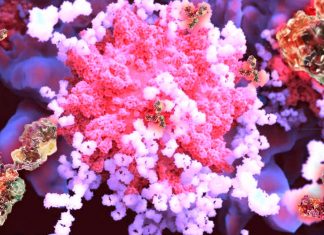 COVID-19: i ricercatori israeliani hanno sviluppato un nuovo cocktail di anticorpi che fornisce un’immunità naturale per mesi