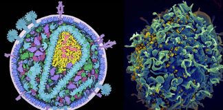 HIV – Repliclones can grow large enough to neutralizing antiretroviral therapy