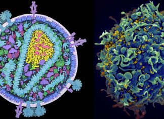 HIV – Repliclones can grow large enough to neutralizing antiretroviral therapy