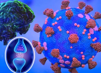 People with Parkinson’s disease have a 30% higher risk of dying from coronavirus infection than those without the neurodegenerative disorder