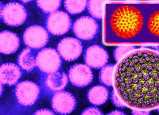Interleukin 18 (IL-18) – 22 (IL-22) inhibit rotavirus infection
