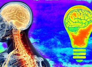 The happiness neurotransmitter serotonin contributed to the evolutionary expansion of the human neocortex