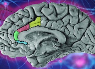sgACC is a crucial brain region links to depression, anxiety, heart disease and treatment sensitivity