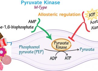 Activating pyruvate kinase could be a new way to increase insulin secretion to counter Type 2 diabetes