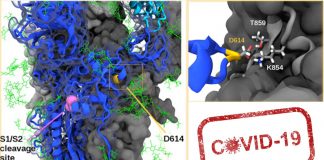 COVID-19 D614G mutation made it more contagious