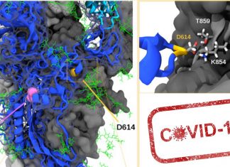 La mutazione D614G ha reso il COVID-19 più contagioso