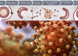 COVID-19: disrupting the SKI protein complex keeps the virus from copying itself