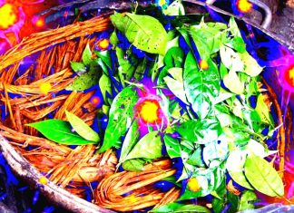 La dimetiltriptamina (DMT) è il principale componente naturale del tè ayahuasca e promuove la neurogenesi