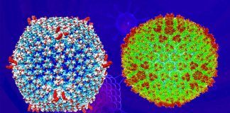 Engineered adenovirus Ad5-3M could be new weapon against metastatic cancer