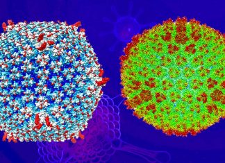 L’adenovirus ingegnerizzato Ad5-3M potrebbe essere una nuova arma contro il cancro metastatico