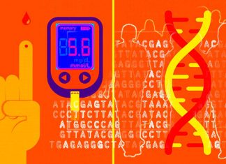 Humans are vulnerable to Type 2 diabetes for the mutations in the insulin gene causing diabetes