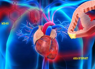 Myocardial infarction: MCB-613 decreases damaging remodeling inhibiting the subsequent development of heart failure