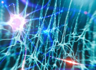 Schizophrenia: cortical interneurons are affected by maternal immune activation