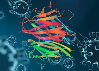 Two novel drugs that target fat hormones could also fight COVID-19