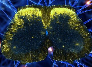 Researchers revealed unknown mechanism for pain control involving a newly identified group of cells in the spinal cord