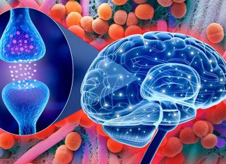 I microbi intestinali aiutano il sonno producendo neurotrasmettitori