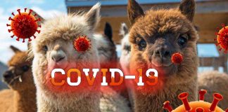 Special llama antibodies “nanobodies” could be a powerful weapon against COVID-19