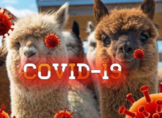 Special llama antibodies “nanobodies” could be a powerful weapon against COVID-19