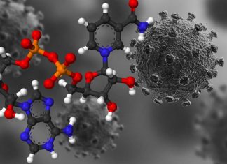 COVID-19: L’infiammazione cronica provoca una riduzione del NAD+ un metabolita chiave centrale per un metabolismo efficiente e sano