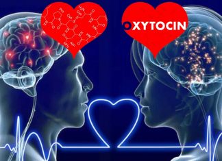 Researchers have demonstrated an unprecedented role for oxytocin in male sexual function