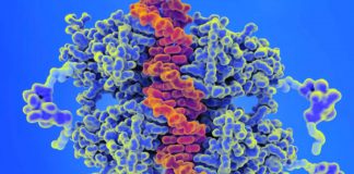 A new animation demonstrates how a key tumour suppressor protein called p53 responds to DNA damage in cells