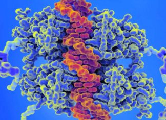 A new animation demonstrates how a key tumour suppressor protein called p53 responds to DNA damage in cells