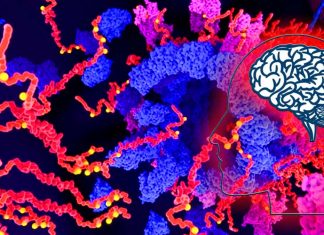 The protein CARD8 regulates several inflammatory proteins in people with atherosclerosis