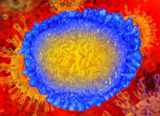 Dopo il recupero dall’infezione da SARS-CoV-2, la memoria immunologica potrebbe mediare una rapida risposta immunitaria in caso di reinfezione