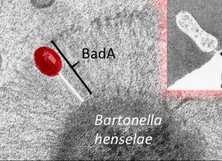 Bartonella infection is associated with neuropsychological symptoms
