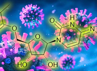 COVID-19: il farmaco Molnupiravir sopprime completamente la trasmissione del virus entro 24 ore