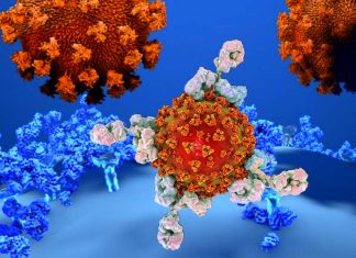 COVID-19: four months after infection around 90 percent of individuals have antibodies that block the virus