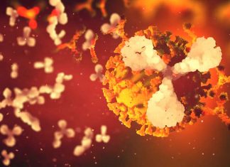 Le persone che sono state infettate dal virus COVID-19 hanno una memoria immunitaria per proteggersi dalla reinfezione per almeno otto mesi